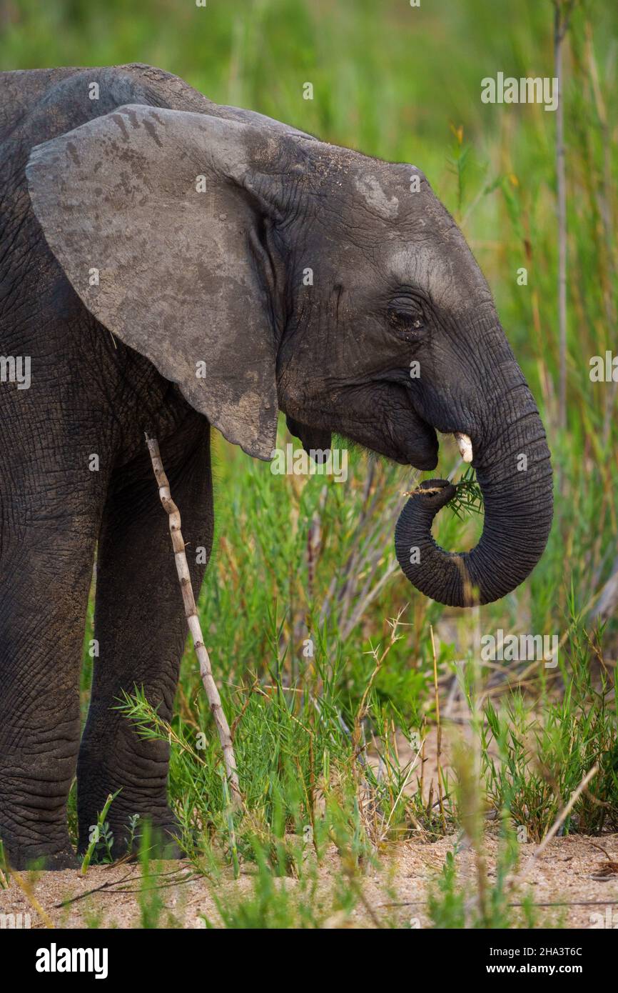 African bush elephant or African savanna elephant (Loxodonta africana) calf feeding. Mpumalanga. South Africa. Stock Photo