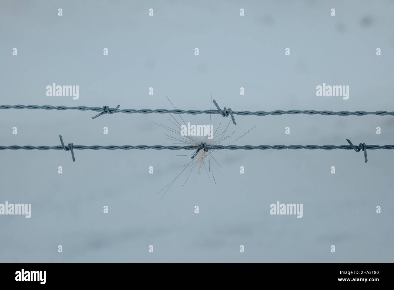 Deer wire barbed hires stock photography and images Alamy