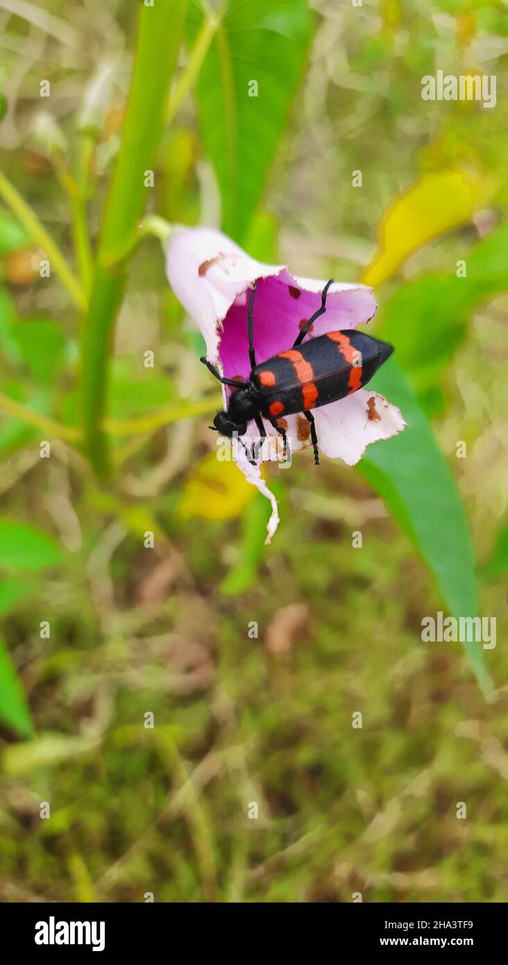 Morning glory bug hi-res stock photography and images - Alamy