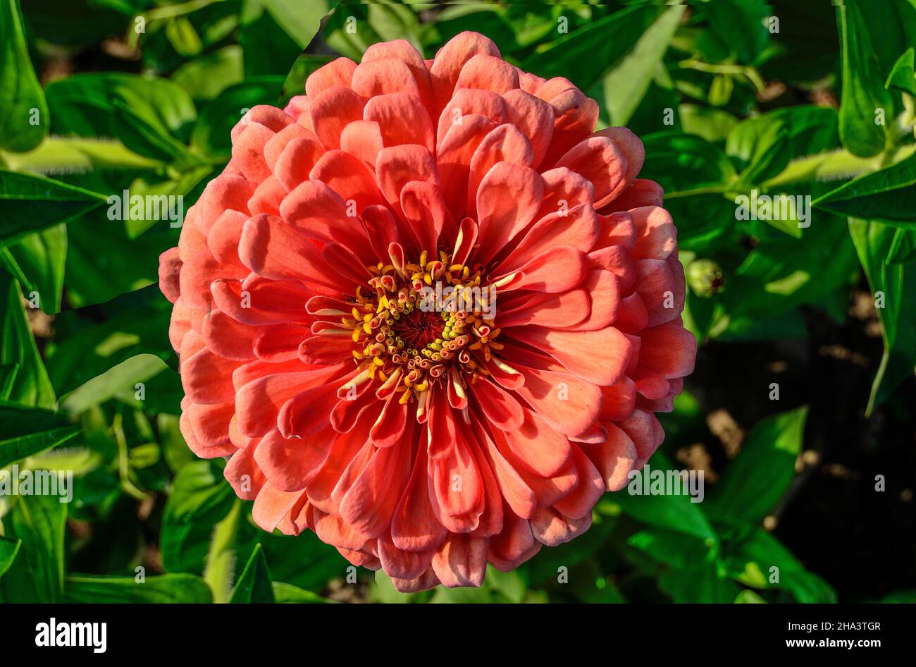 One salmon colored zinnia flower close up on green leaves background. Delicate pink fluffy zinnia - summer floral background. Floriculture, landscapin Stock Photo
