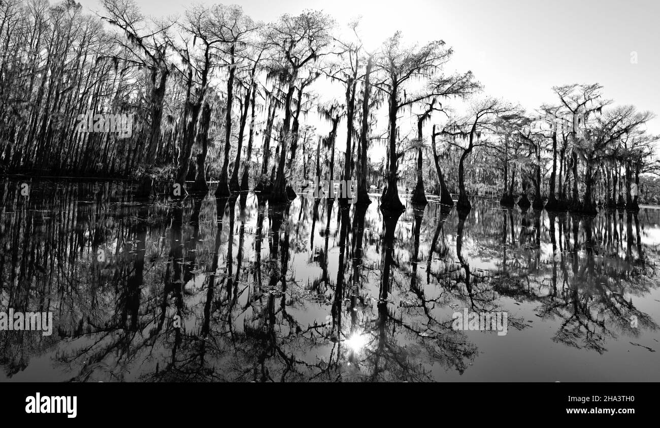 Cypress Trees  Caddo Lake Texas Stock Photo