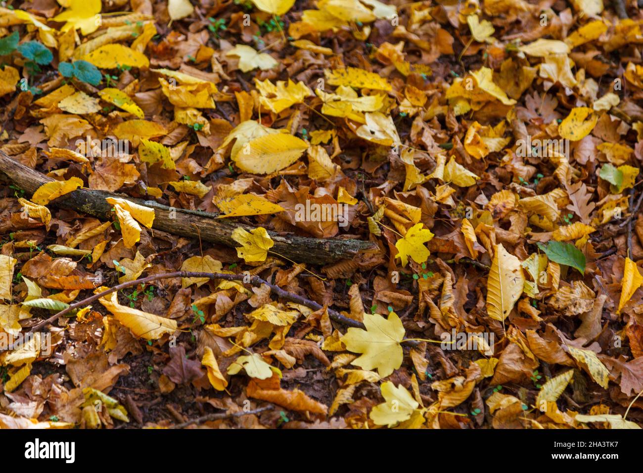 Closeup of golden leaves on the ground Stock Photo - Alamy