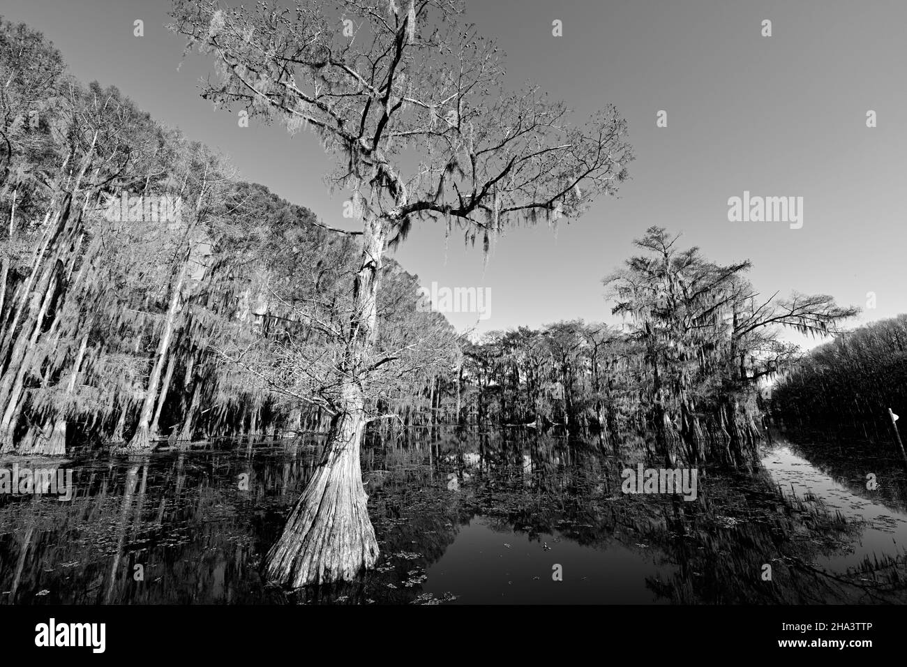 Cypress tree with moss Black and White Stock Photos & Images - Alamy