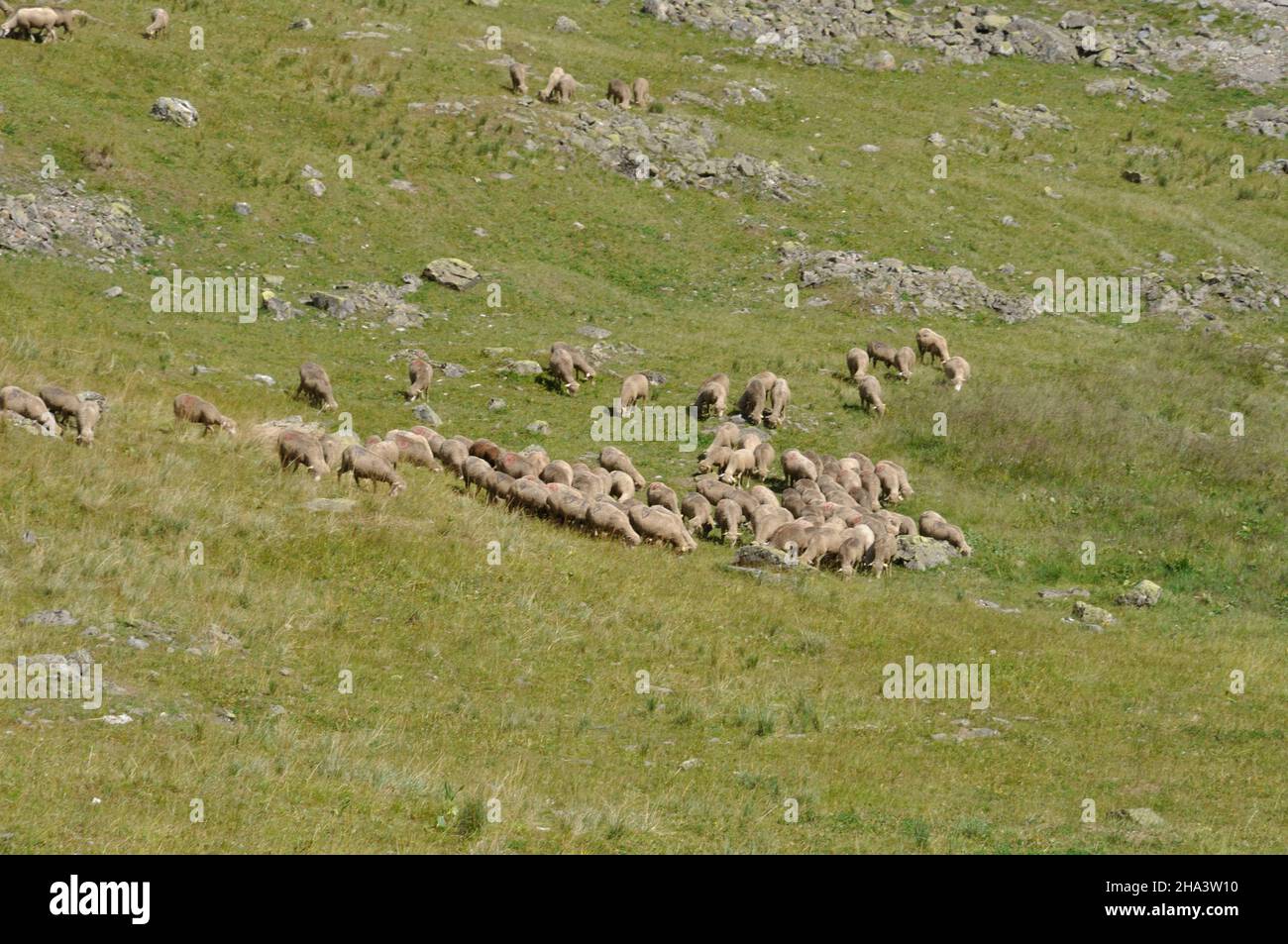 A herd of sheep in the Alps Stock Photo - Alamy
