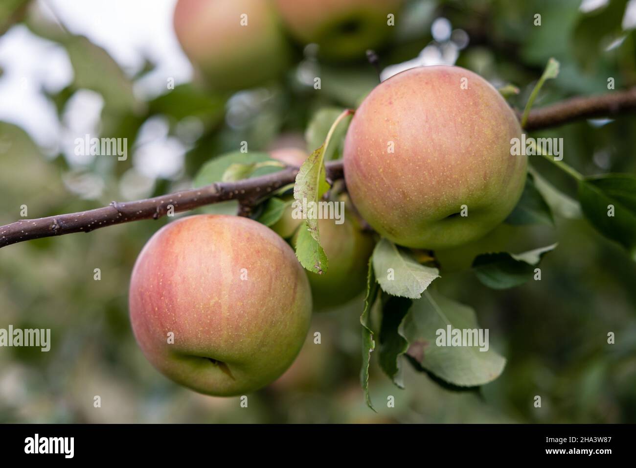 Closeup shot of apples growing on a tree Stock Photo - Alamy