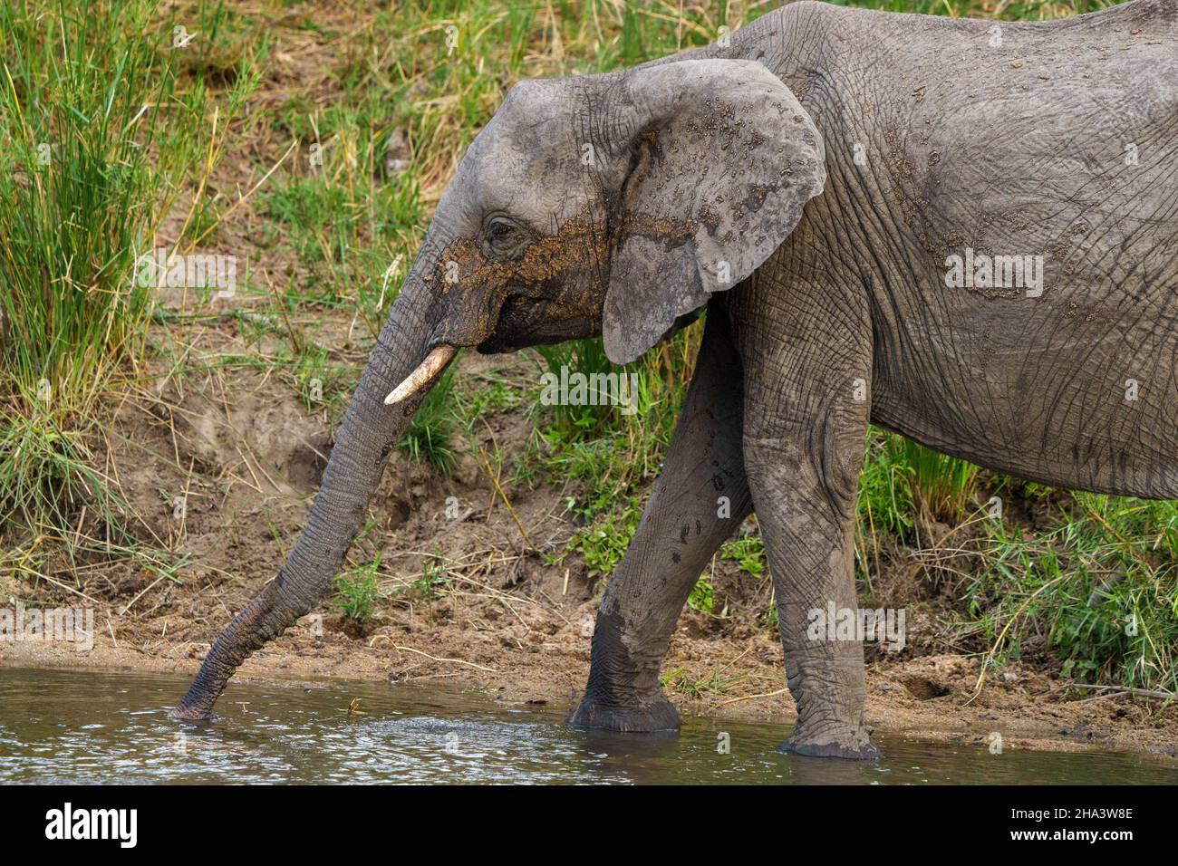 African bush elephant or African savanna elephant (Loxodonta africana) cow with calf drinking. Mpumalanga. South Africa. Stock Photo