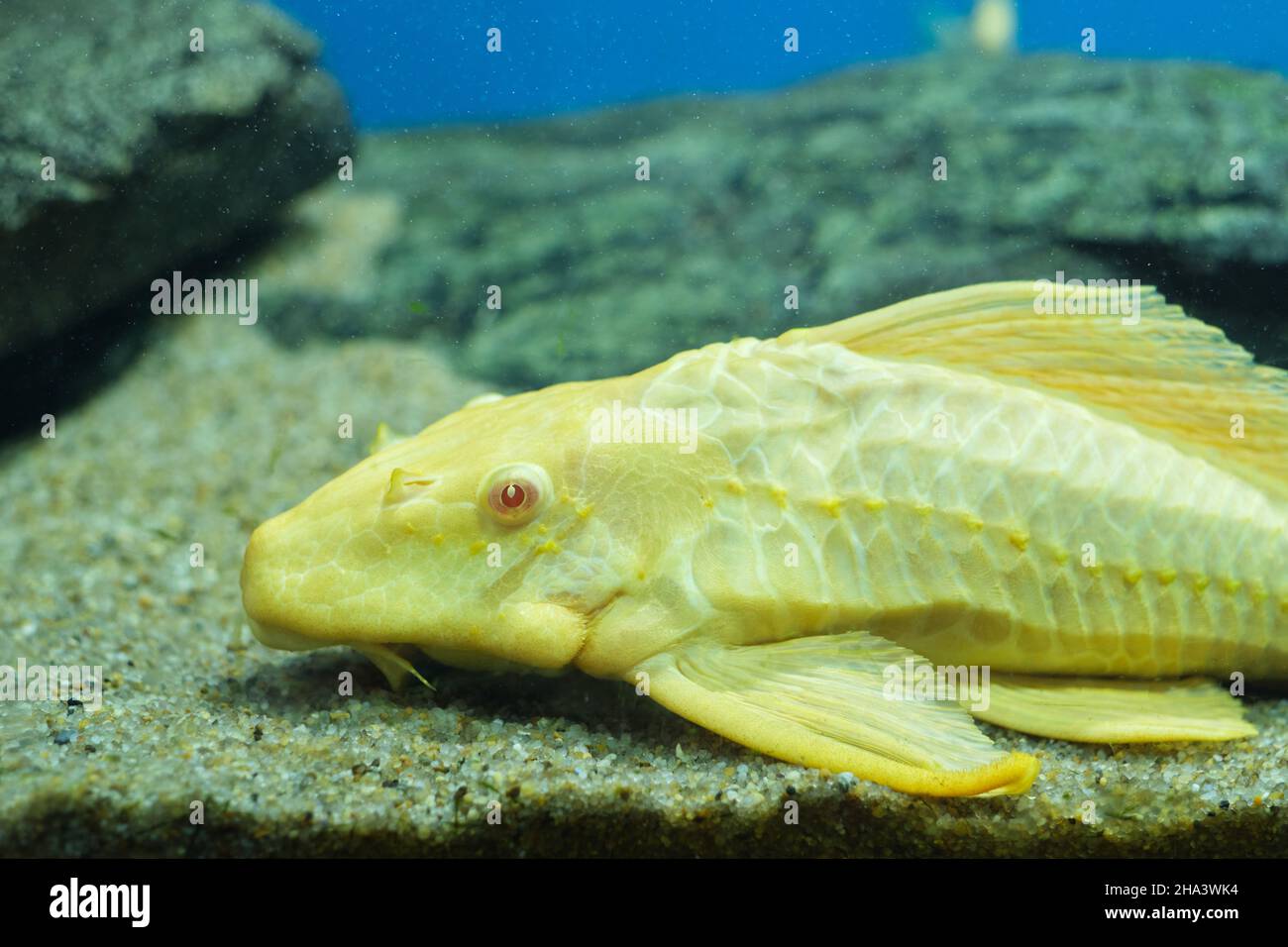 Aquarium fish catfish ancistrus albino lies on the sandy bottom aquarium Stock Photo