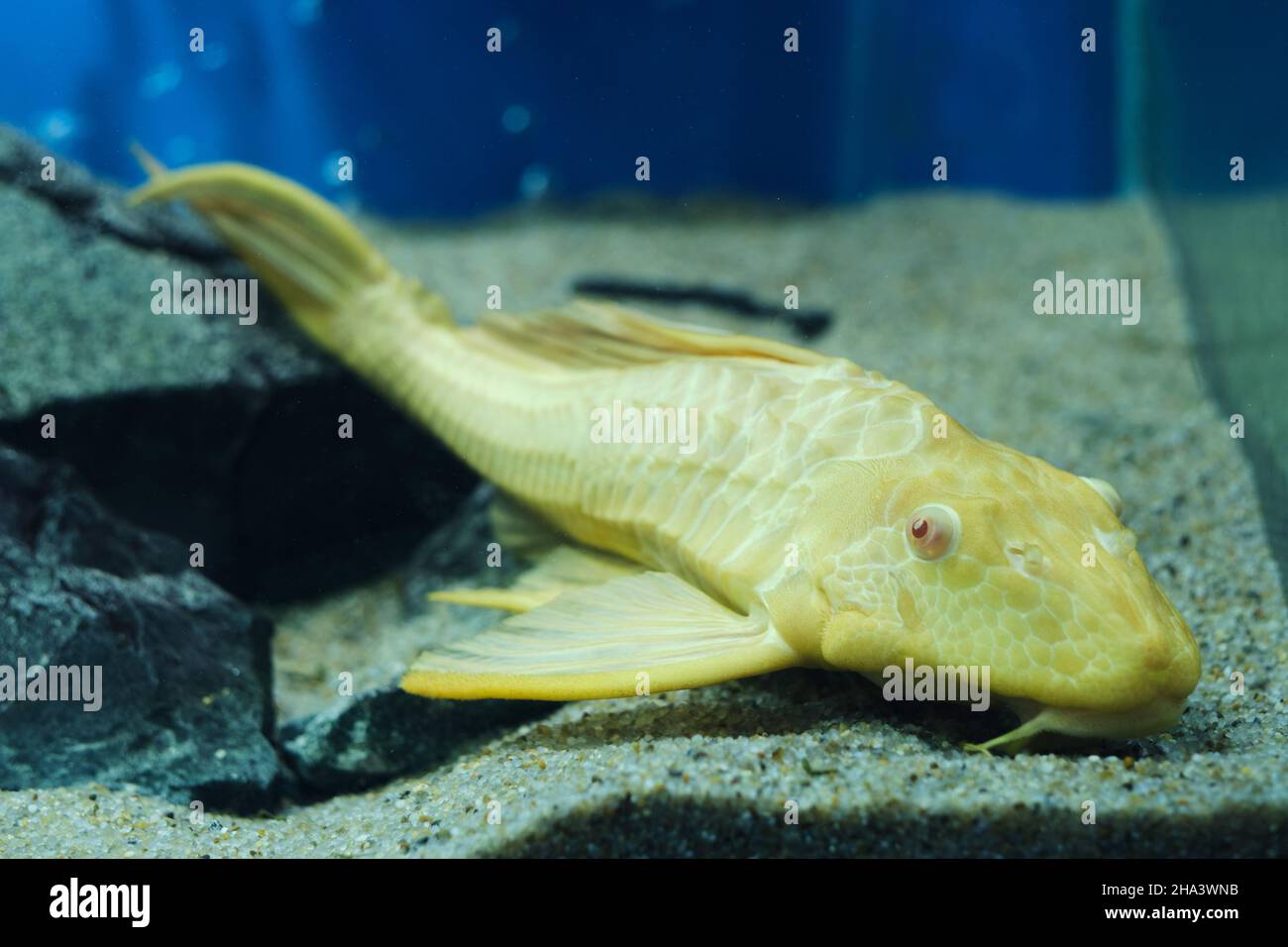Aquarium fish catfish ancistrus albino lies on the sandy bottom aquarium Stock Photo