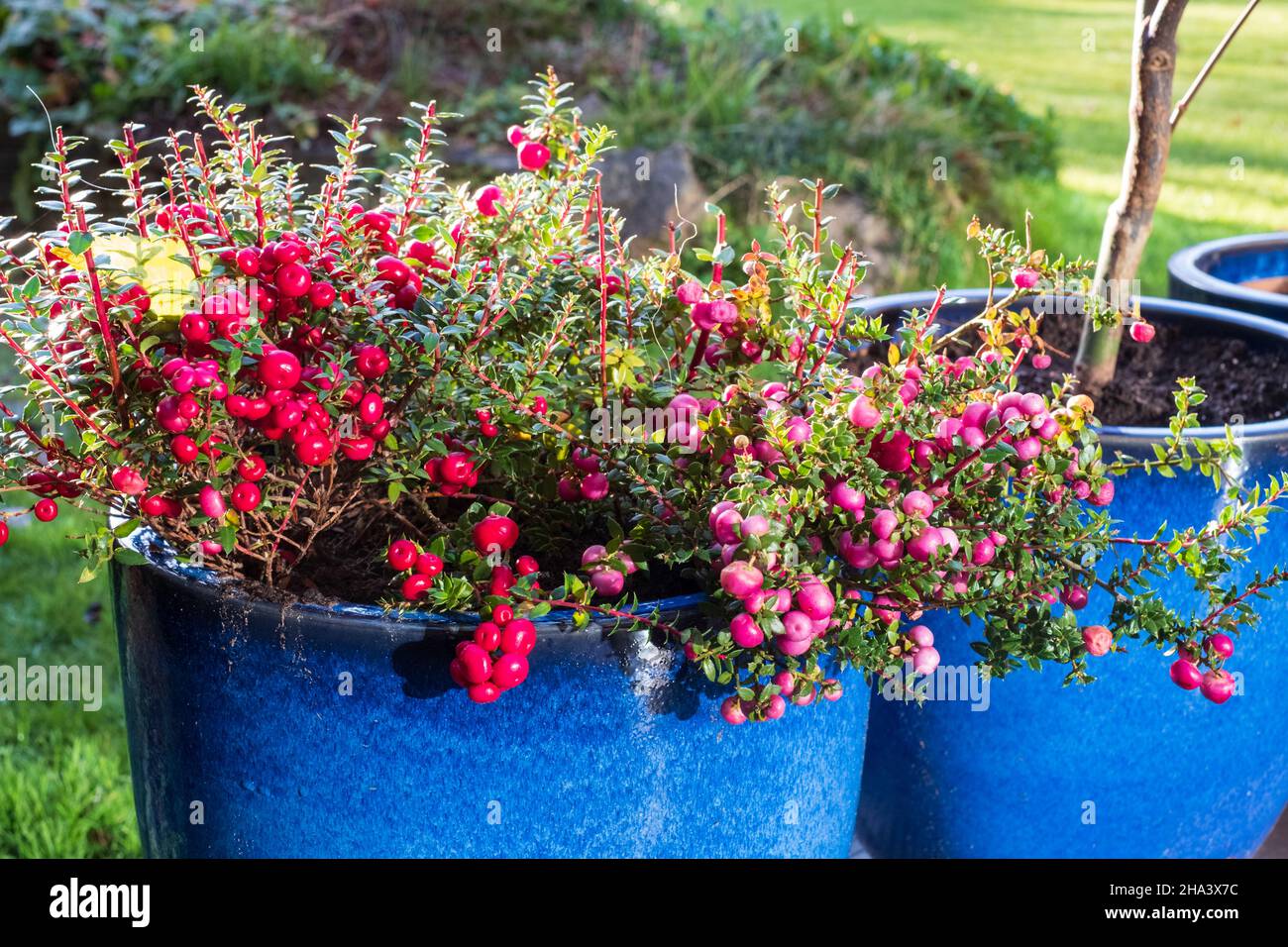 Shrub in a blue ceramic pot, with large pink and purple berries. The bush  is called Gaultheria Mucronata, Pernettya or Prickly Heath Stock Photo -  Alamy