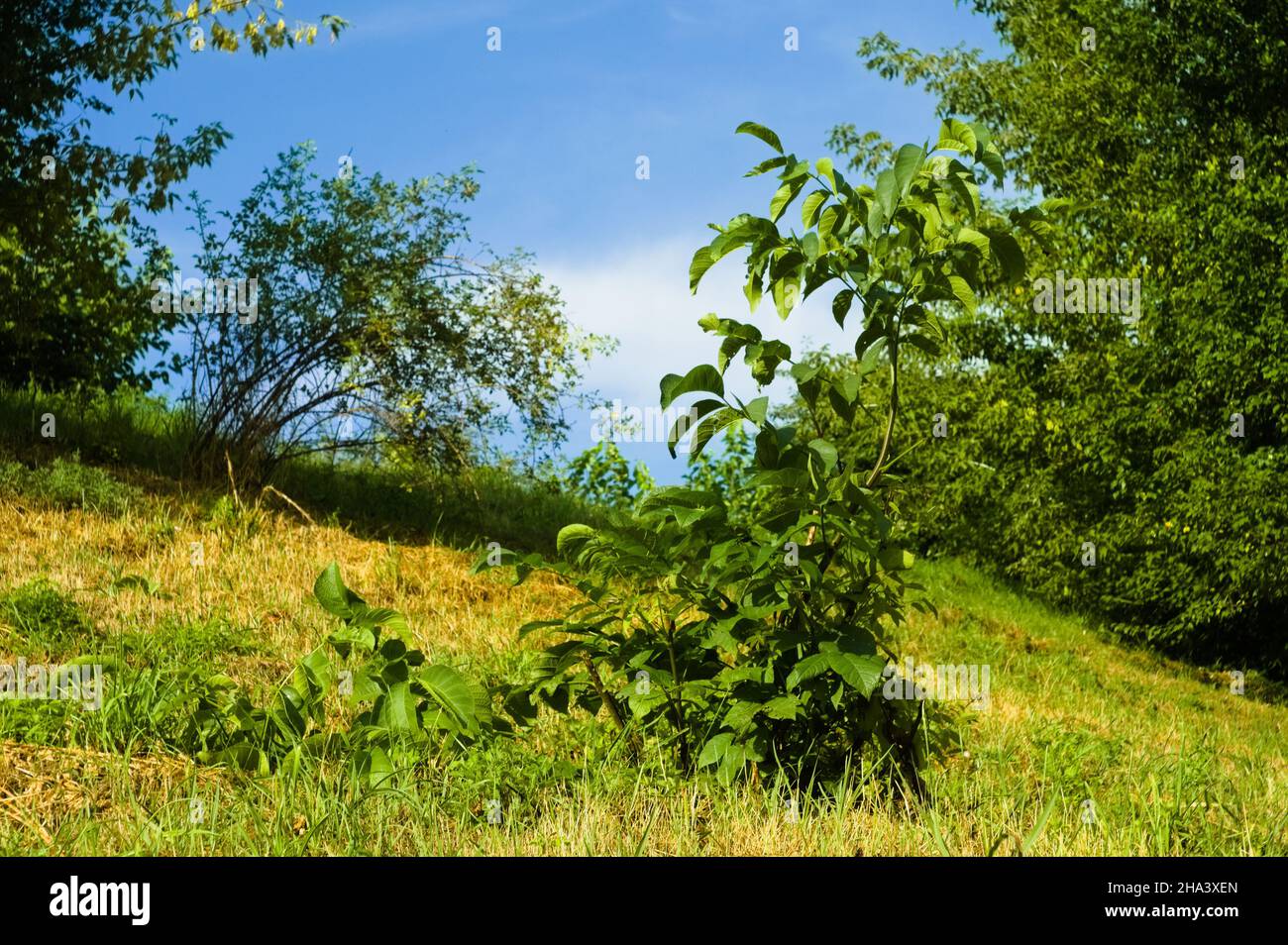 Landscape view of trees in the forest against a blue cloudy sky on a ...