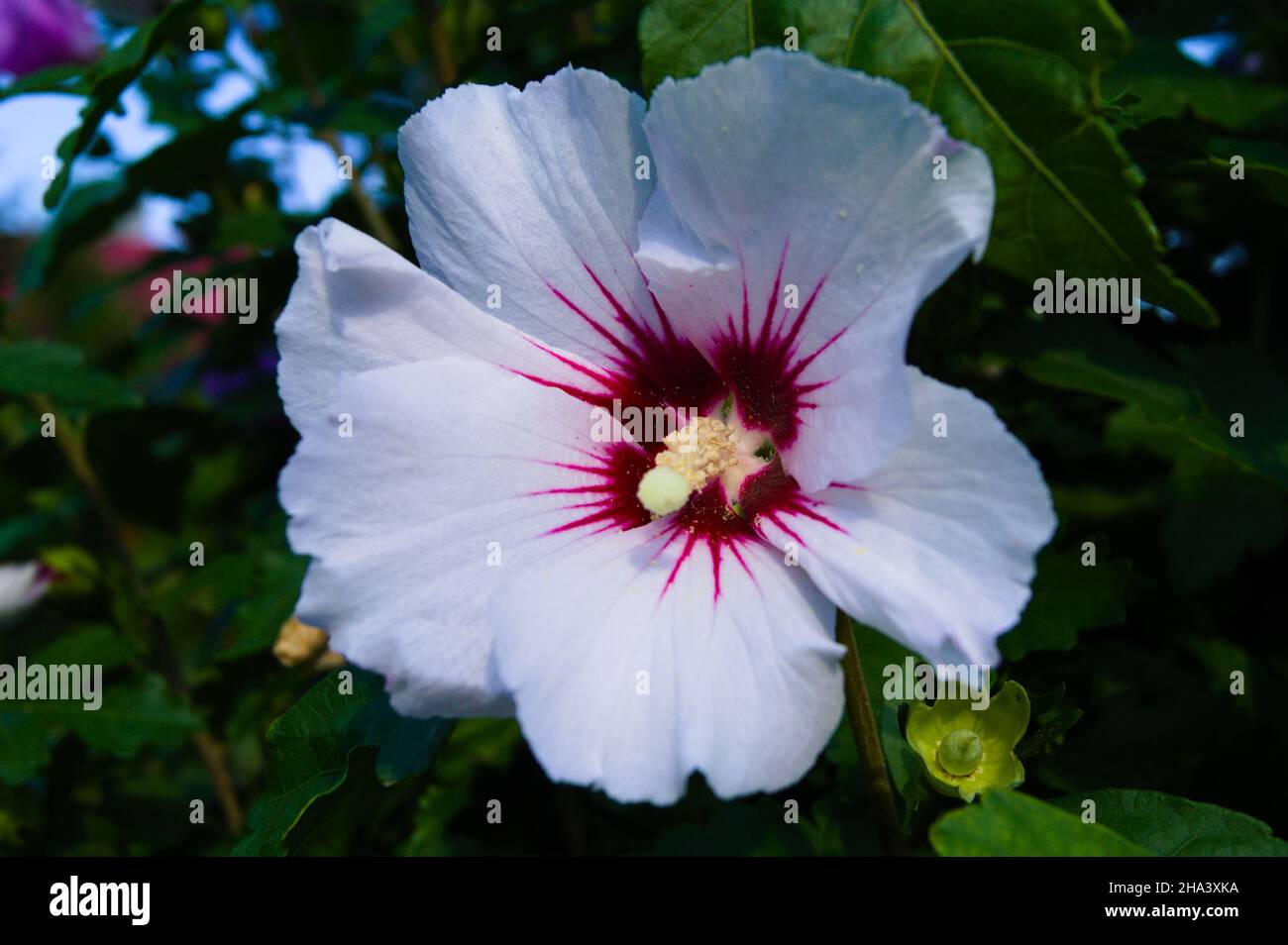 Closeup shot of a beautiful white Common Hibiscus flower in the garden
