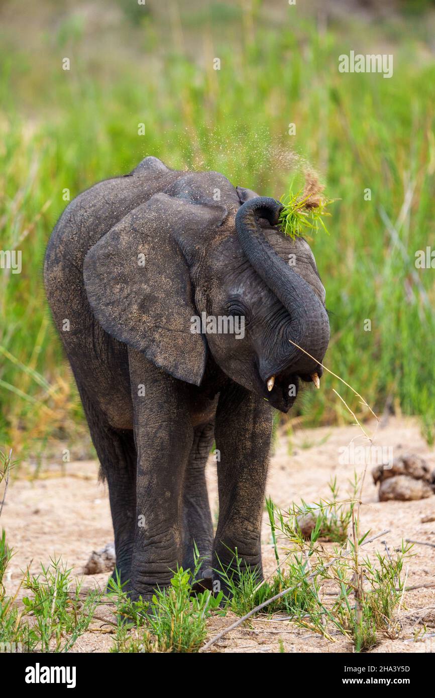 African bush elephant or African savanna elephant (Loxodonta africana) calf with a tuft of grass on its head. Mpumalanga. South Africa. Stock Photo