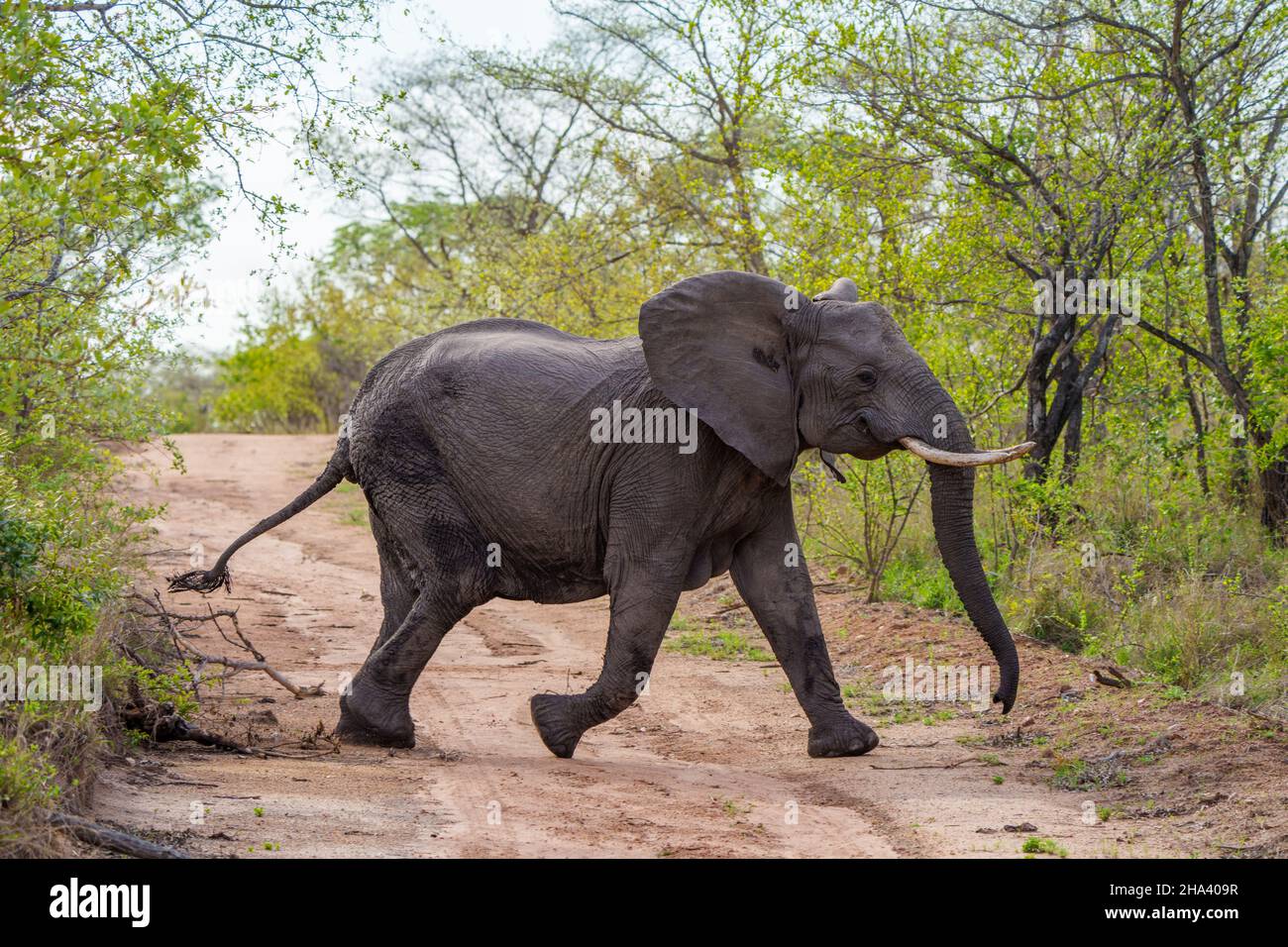 African bush elephant or African savanna elephant (Loxodonta africana) crossing a bush track. Mpumalanga. South Africa. Stock Photo