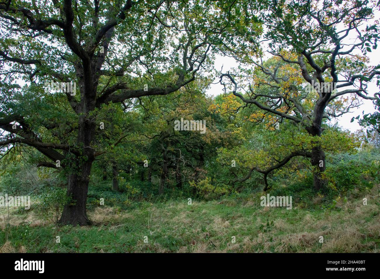 Valley oak trees hires stock photography and images Alamy