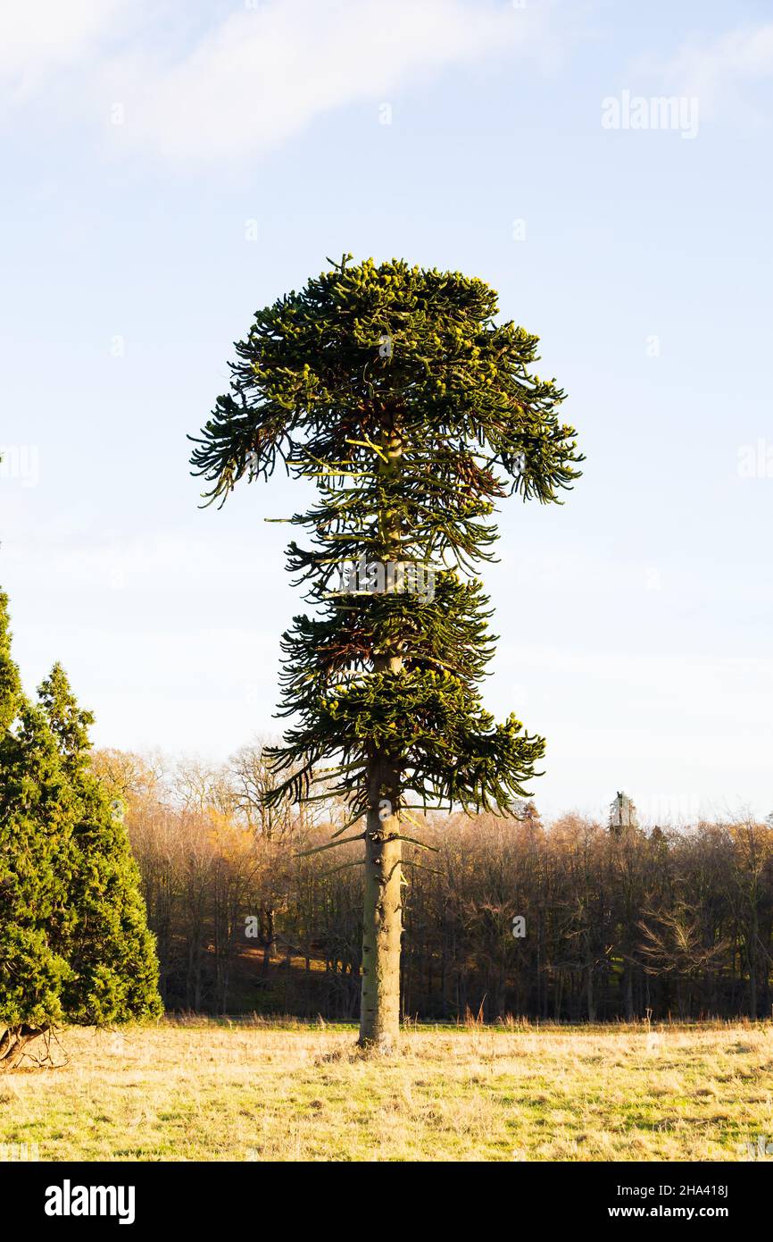 Monkey puzzle tree, Araucaria Araucana, Chilean pine, evergreen conifer. Growing in a field in England Stock Photo