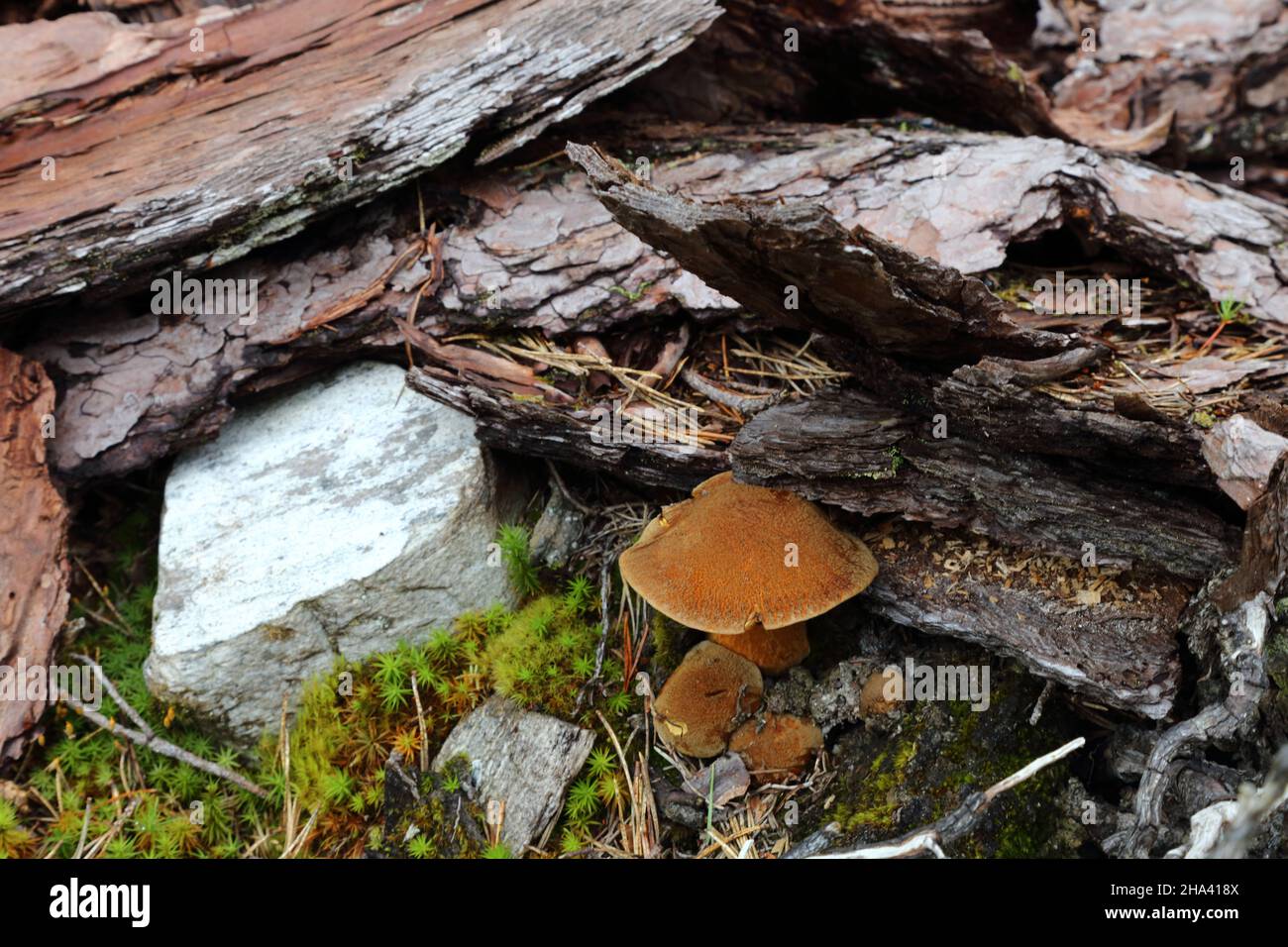Pilz / Mushroom / Fungus Stock Photo - Alamy