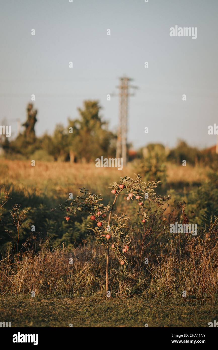 Small apple tree full of ripe red apples in the field at sunset Stock ...