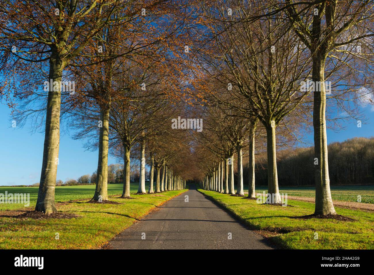 Moor Crichel, Dorset, UK. 10th December 2021. UK Weather The beech