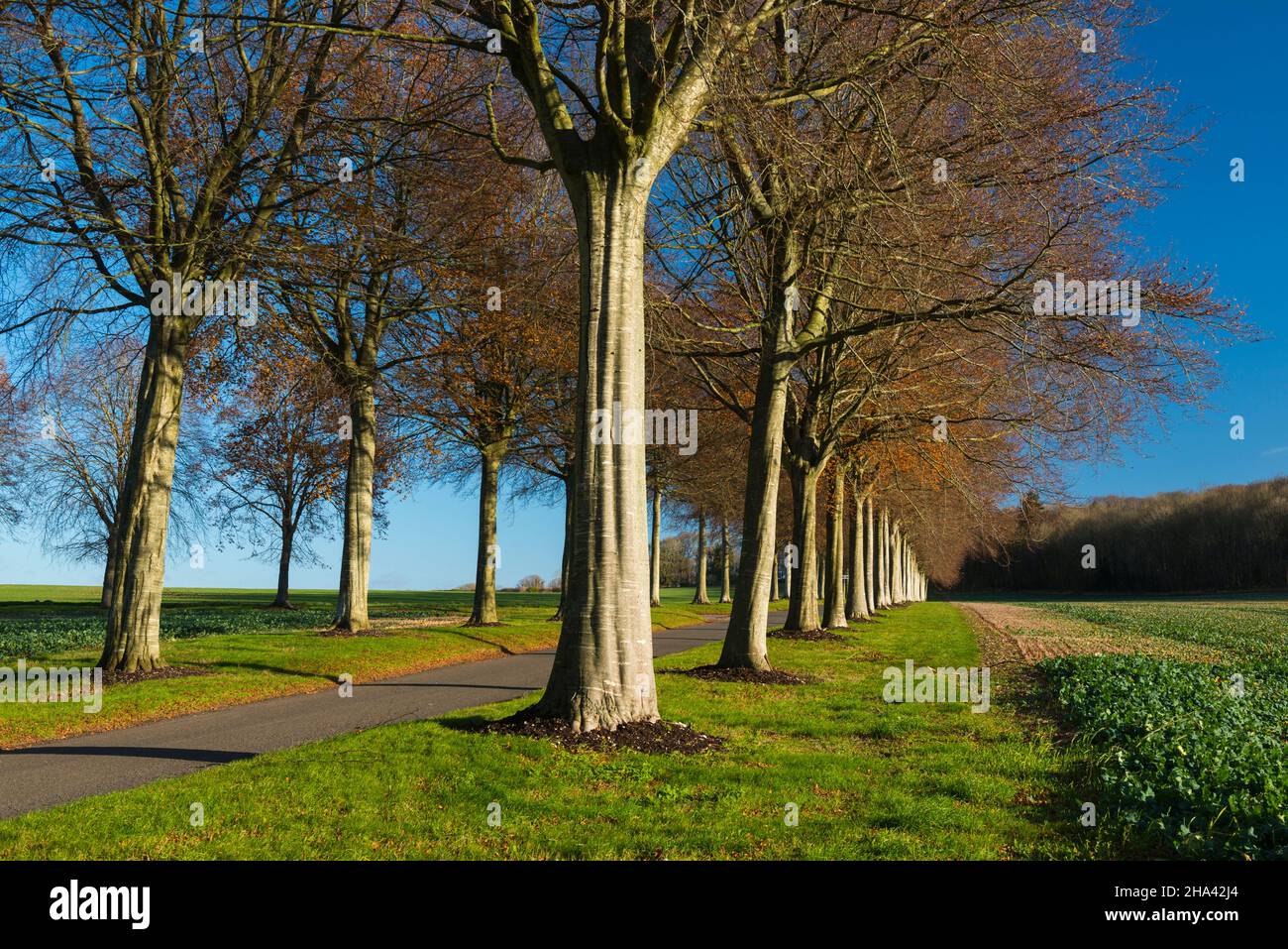 Moor Crichel, Dorset, UK. 10th December 2021. UK Weather The beech