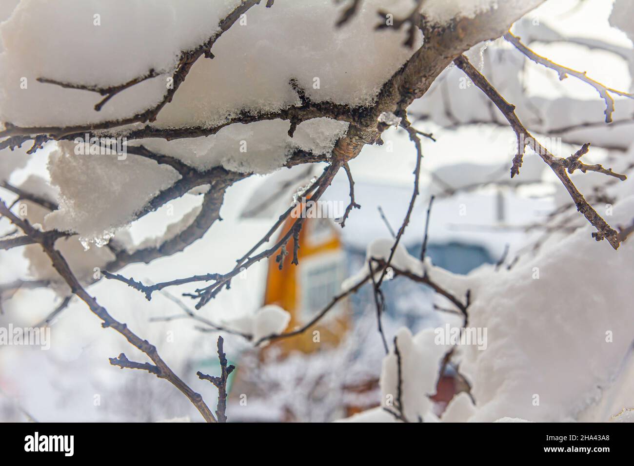 the branches of the apple tree are covered with a thick layer of snow after heavy snowfall in the garden at the beginning of winter Stock Photo