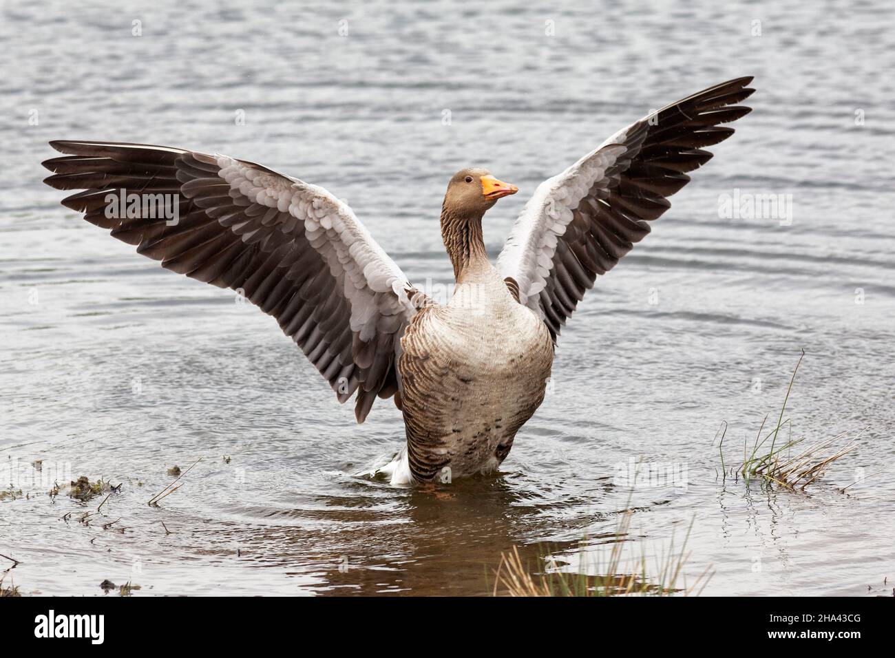 Greylag goose standing in a lake flapping his wings. Stock Photo