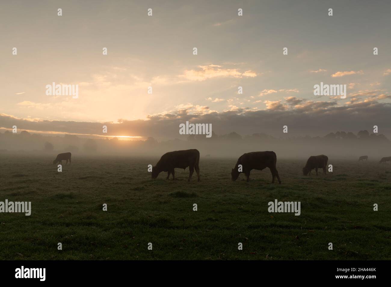 Sunrise over Sudbury meadows in Suffolk with cows in the morning mist. Stock Photo