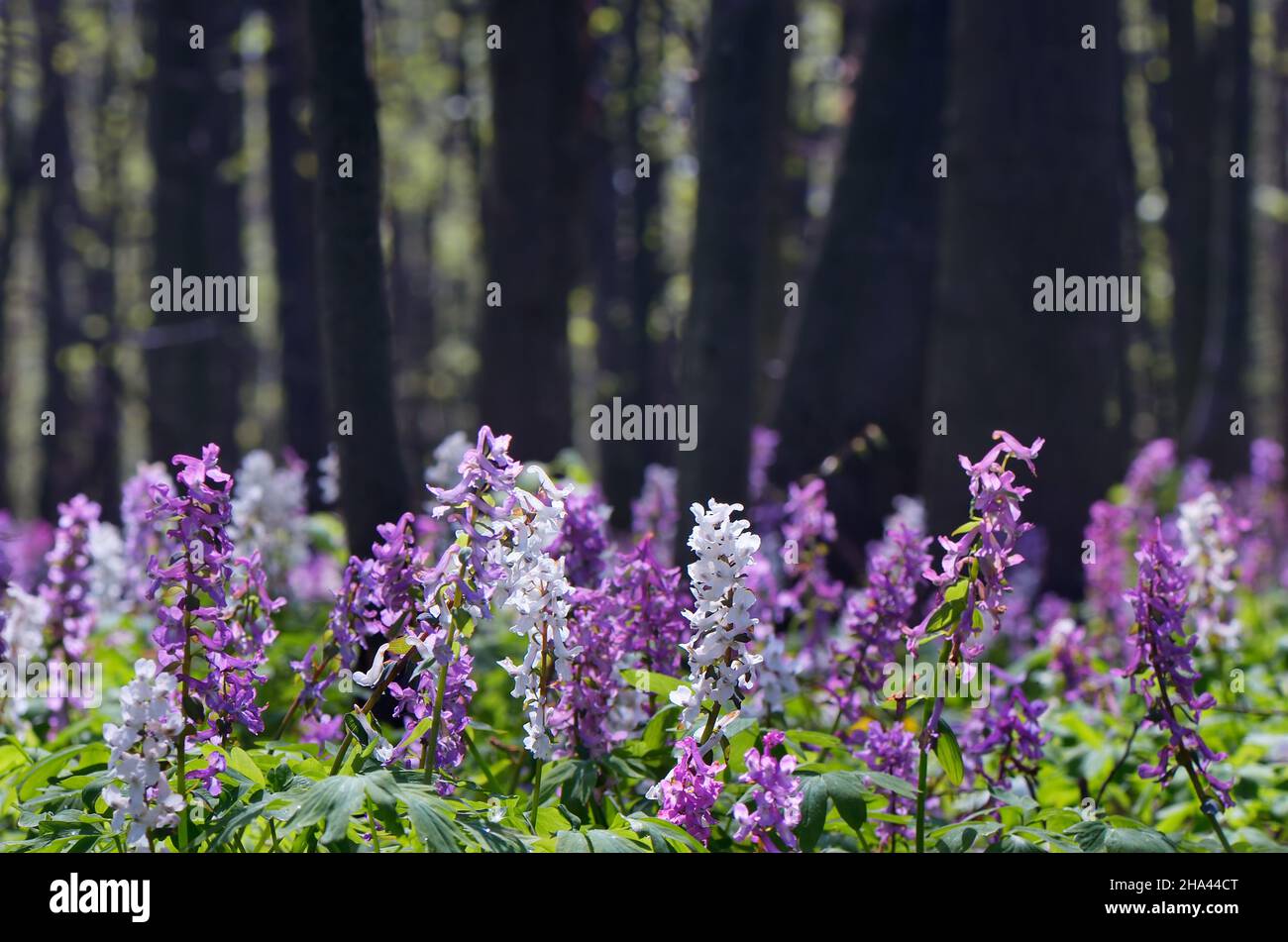 Spring landscape with the first flowers in the forest Stock Photo - Alamy