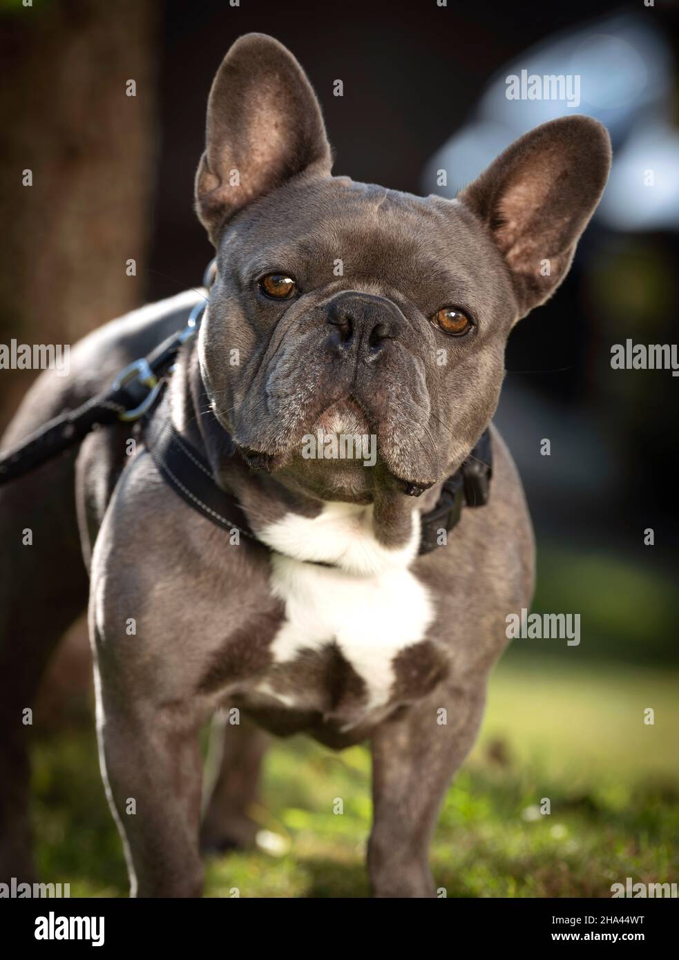 Cricketer Chris Jordan's French bulldog Griffin. Editorial Use Only ...
