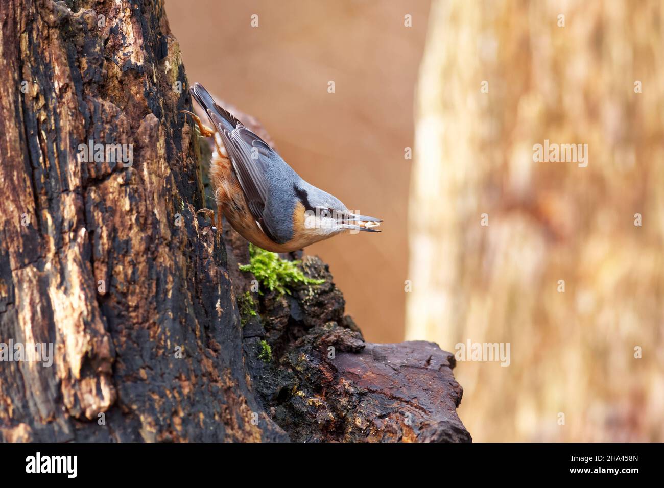 Nuthatch perched on the side of a tree stump with some corn in its beak. Stock Photo