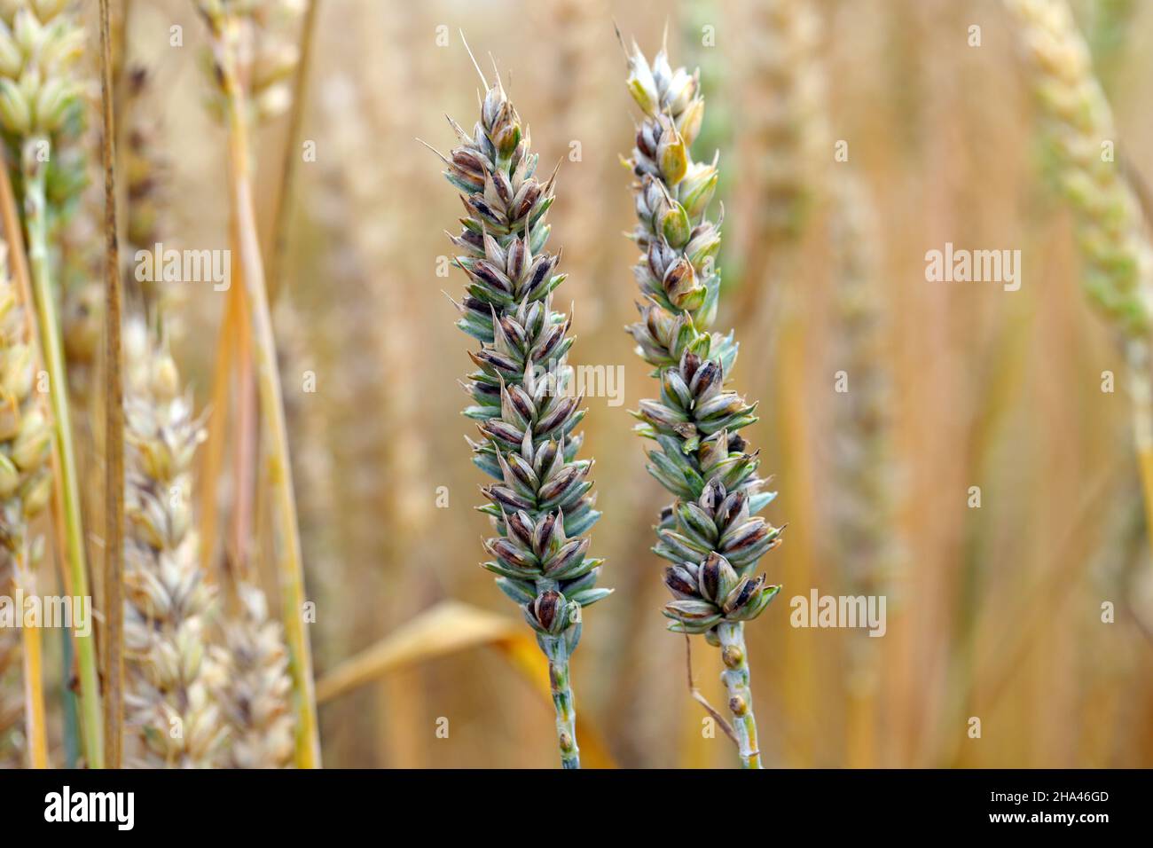 Common bunt, or stinking smut and covered smut, is a disease of spring and winter wheats caused by Tilletia tritici and laevis. Stock Photo