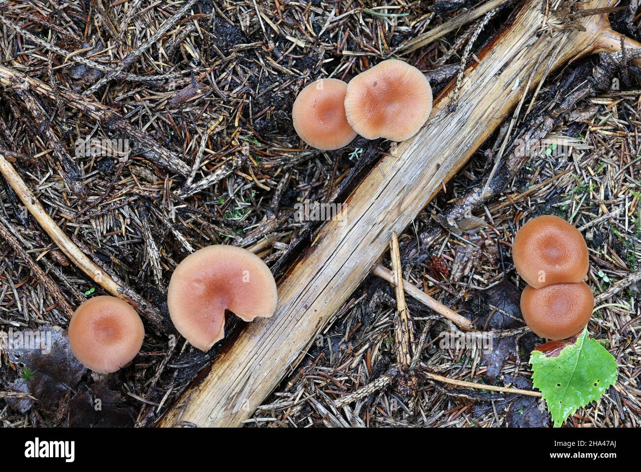 Laccaria proxima, known as the Scurfy Deceiver, wild mushroom from Finland Stock Photo