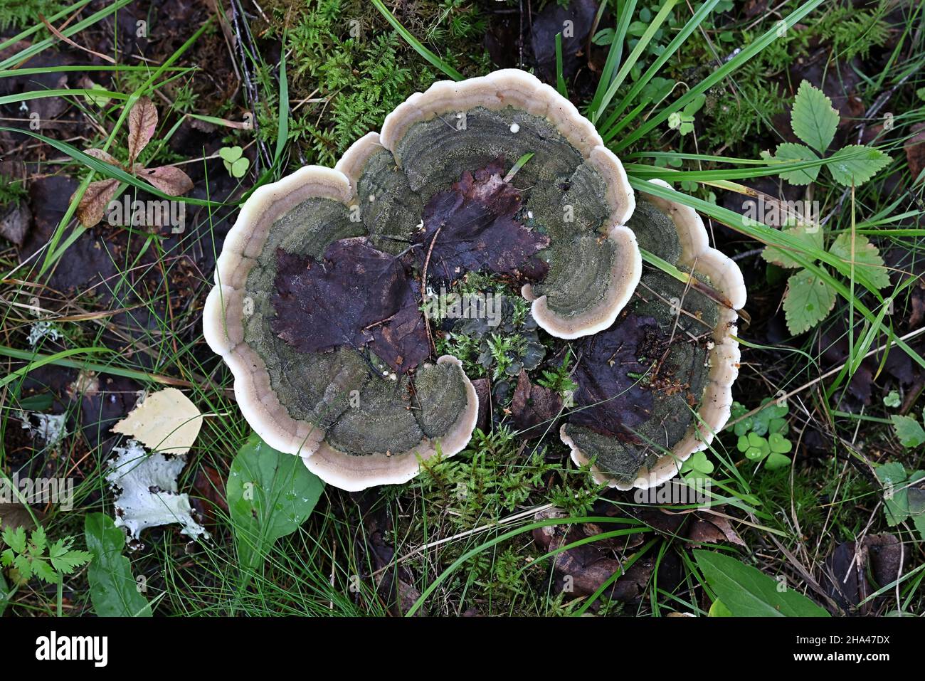 Cerrena unicolor, known as mossy maze polypore, wild fungus from Finland Stock Photo