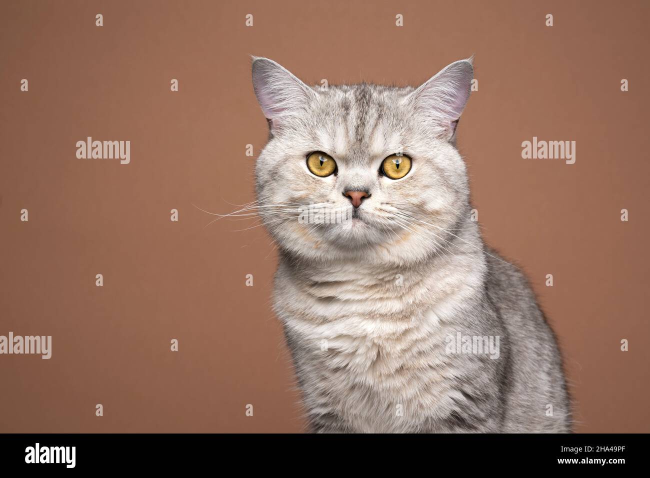 fluffy silver shaded tabby british shorthair cat portrait on brown background with copy space Stock Photo