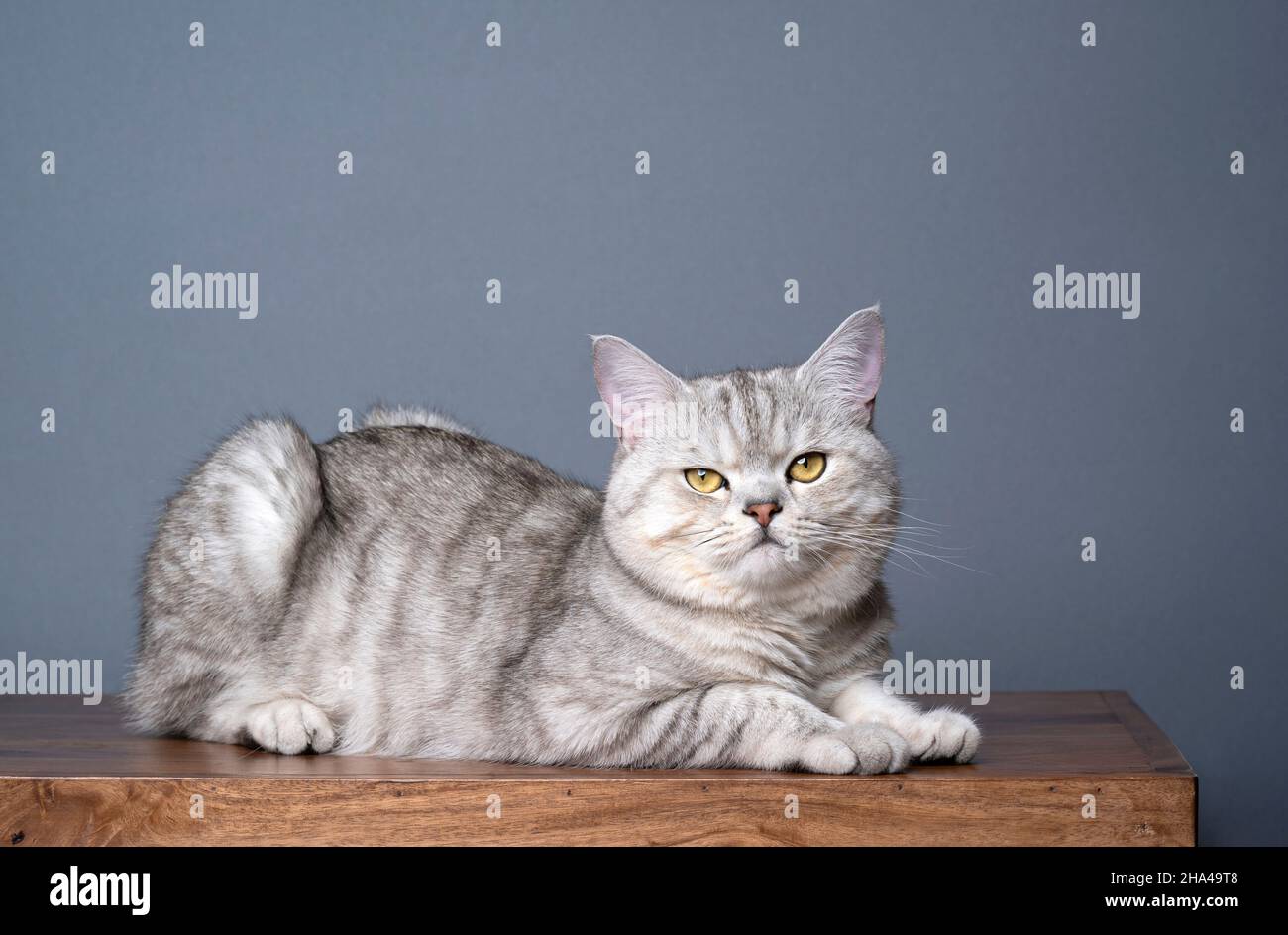 side view of a silver tabby shaded british shorthair cat resting on wooden table looking at camera on gray background with copy space Stock Photo