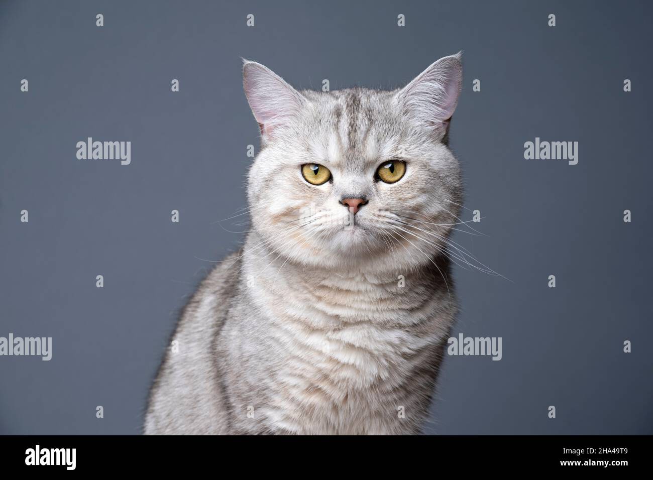 fluffy silver shaded tabby british shorthair cat with yellow eyes portrait on gray background Stock Photo