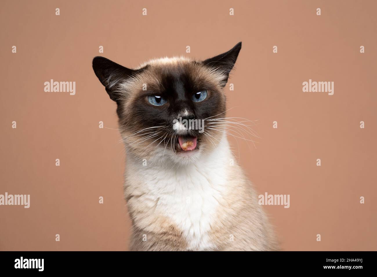 displeased siamese cat dislikes cat food making funny face looking disgusted on light brown background with copy space Stock Photo