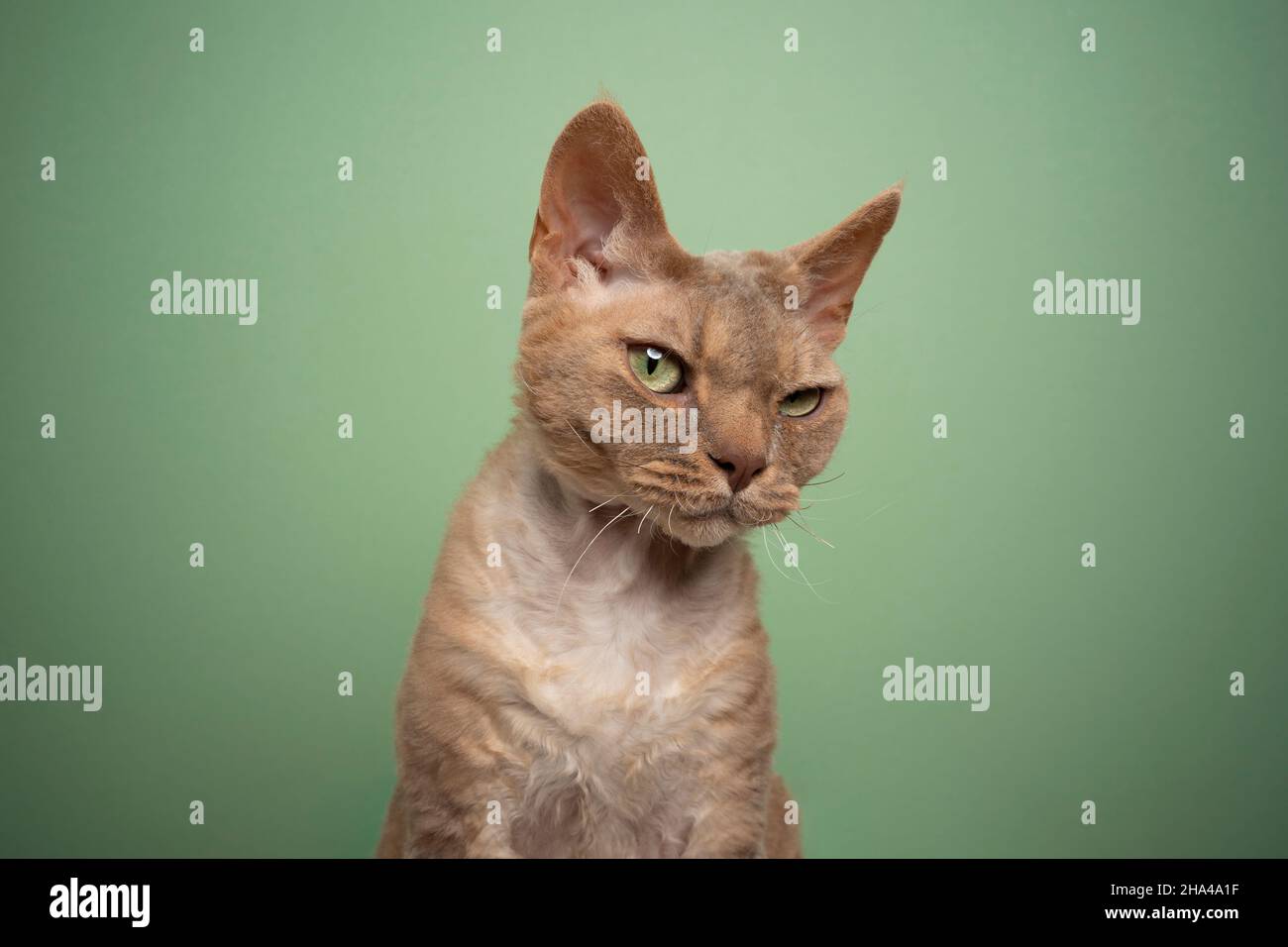 fawn lilac devon rex cat with green eyes looking at camera suspicious on mint green background with copy space Stock Photo