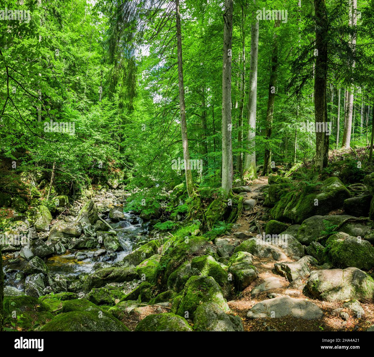 hiking trail with autumn leaves in the forest Stock Photo - Alamy