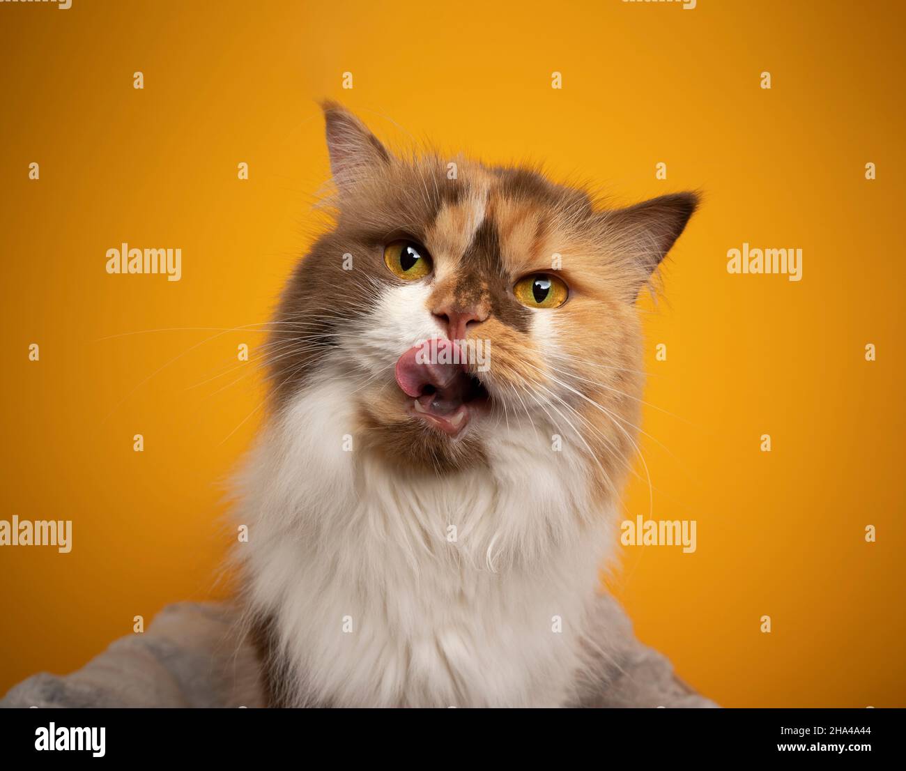 hungry calico british longhair cat licking lips looking at camera curiously portrait on yellow background Stock Photo