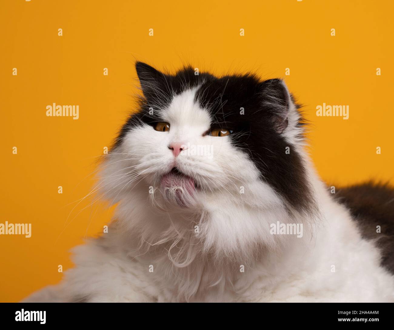 black and white british longhair cat grooming licking fur on yellow background making silly face Stock Photo