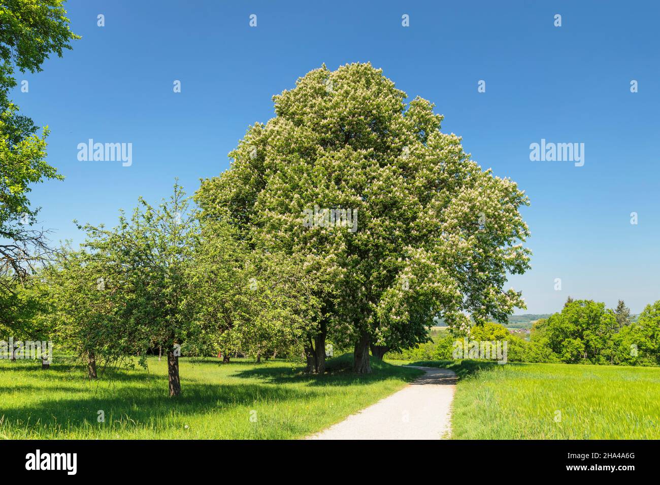chestnut tree in spring,hohenlohe,baden-wuerttemberg,germany Stock Photo