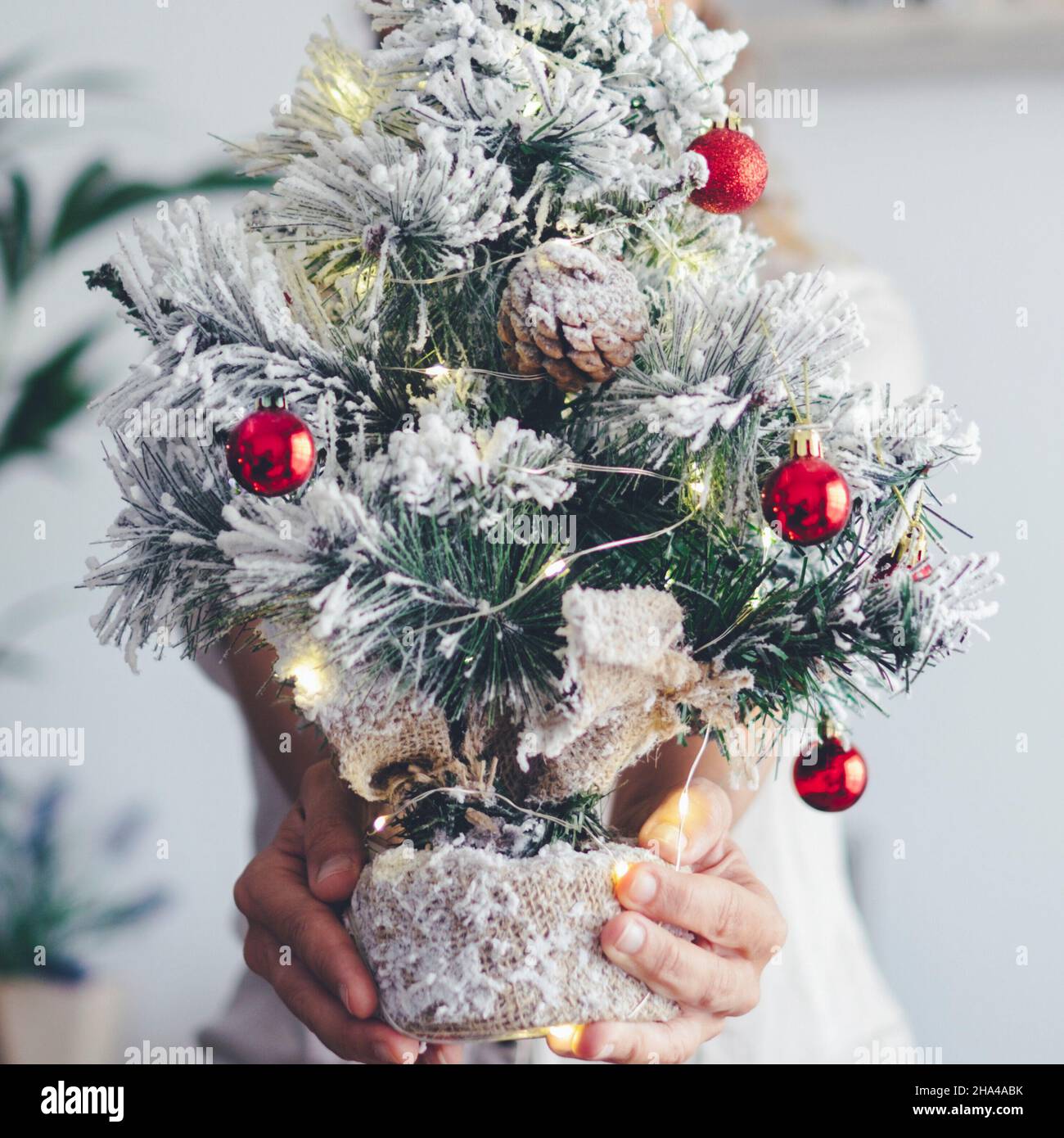 close up of little christmas tree showed from woman hands hidden behind. holiday december celebration season life concept. white background Stock Photo