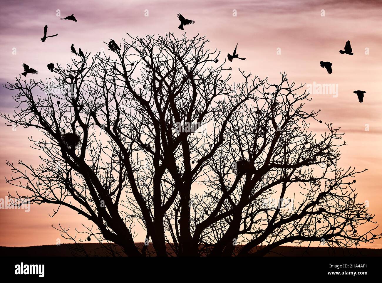 Parrots at sunset come into roost on a boab tree, Kununurra, Western ...