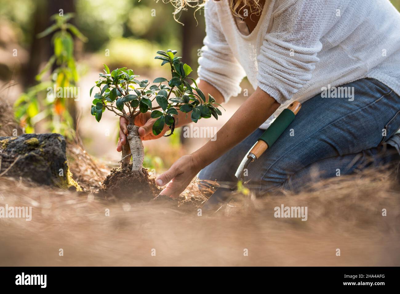 woman planting small seedling plant in soil while kneeling on ground in garden at springtime. hands of woman planting sapling of tree Stock Photo