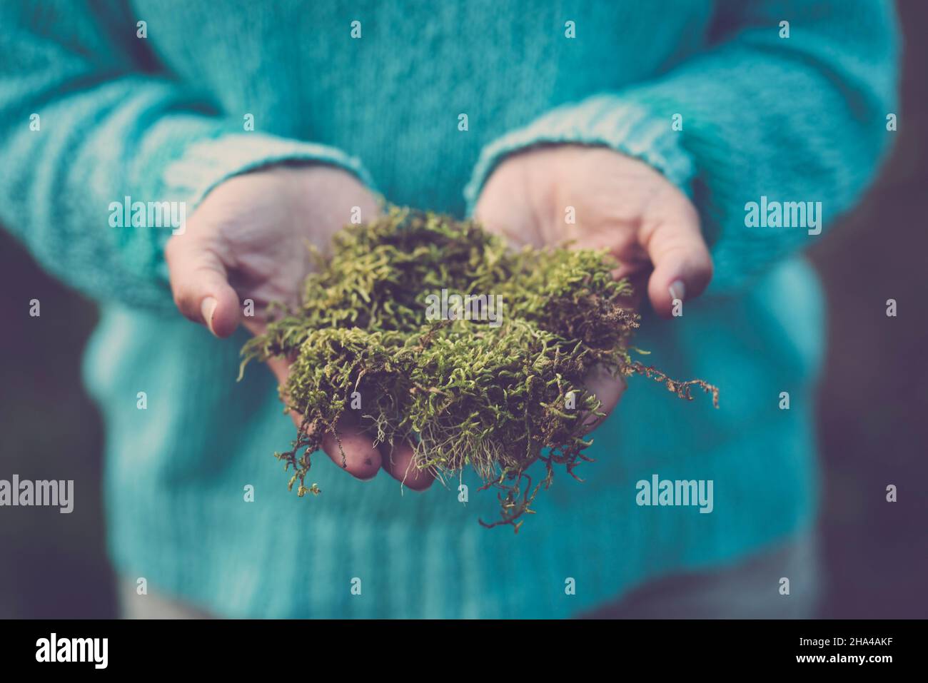 close up of woman showing grass holding in hands. midsection of woman in blue sweater with fresh green grass on palm of her hands Stock Photo