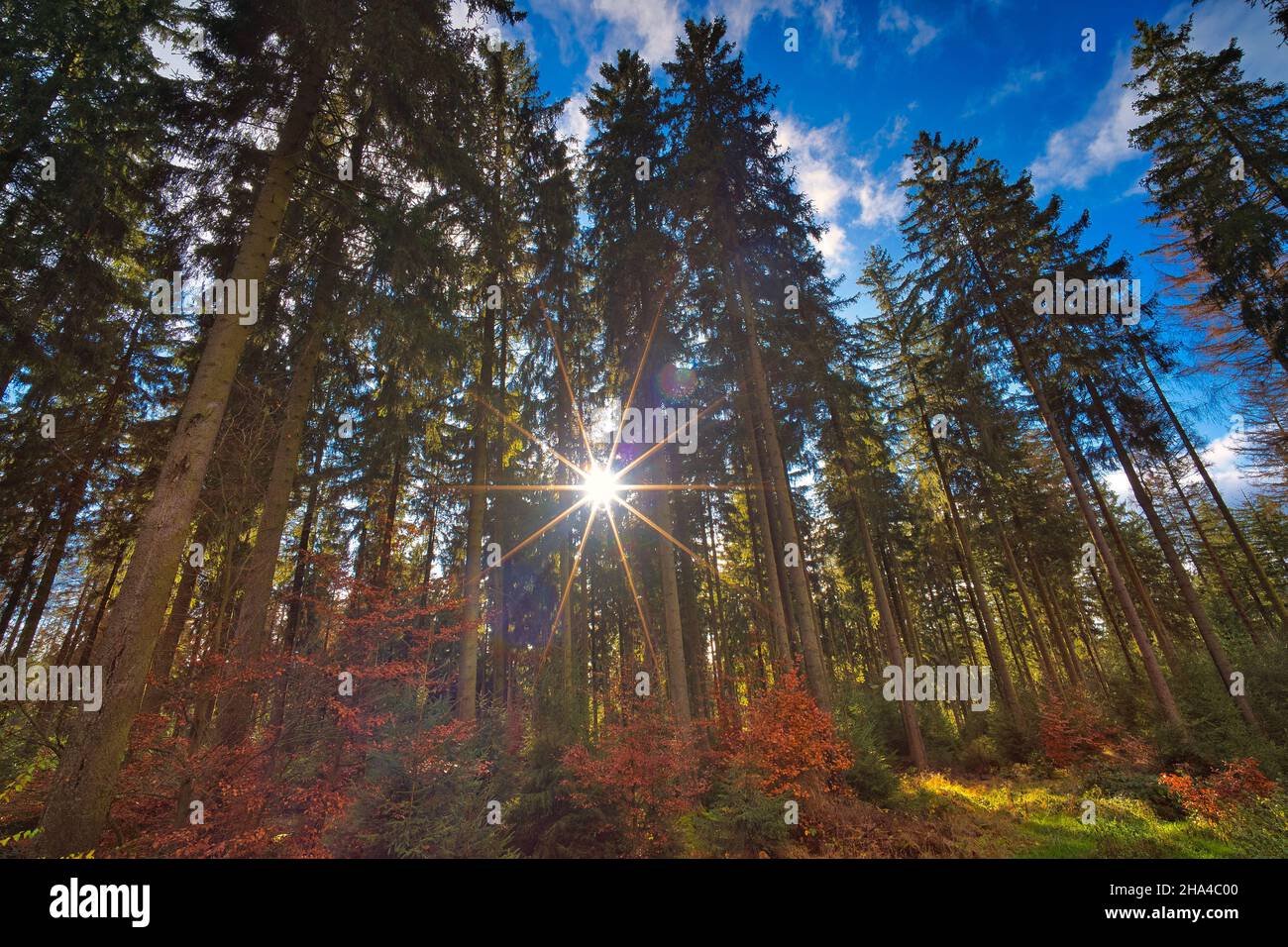 Grass field in forest sunny hi-res stock photography and images - Alamy