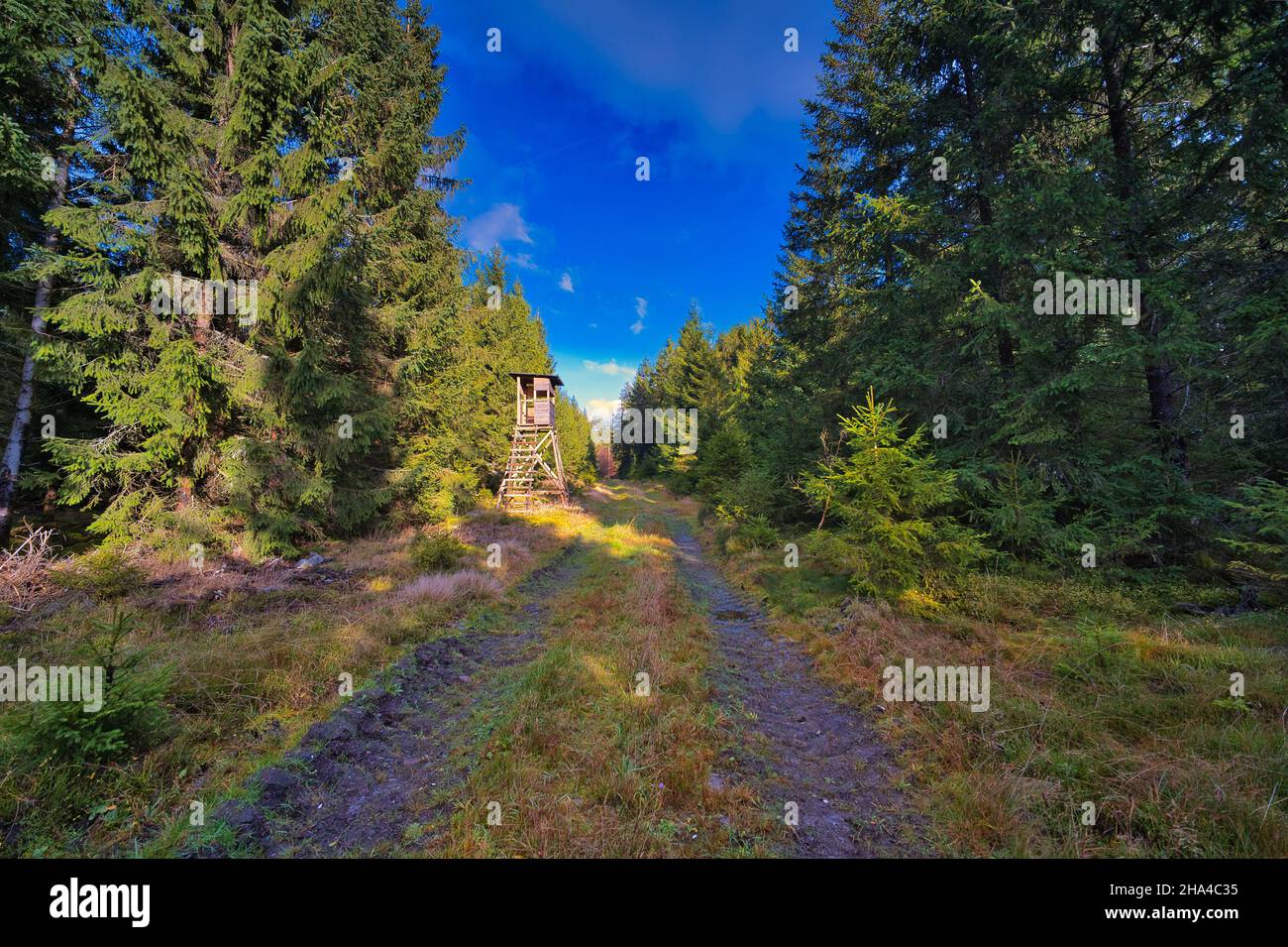 Grass field in forest sunny hi-res stock photography and images - Alamy
