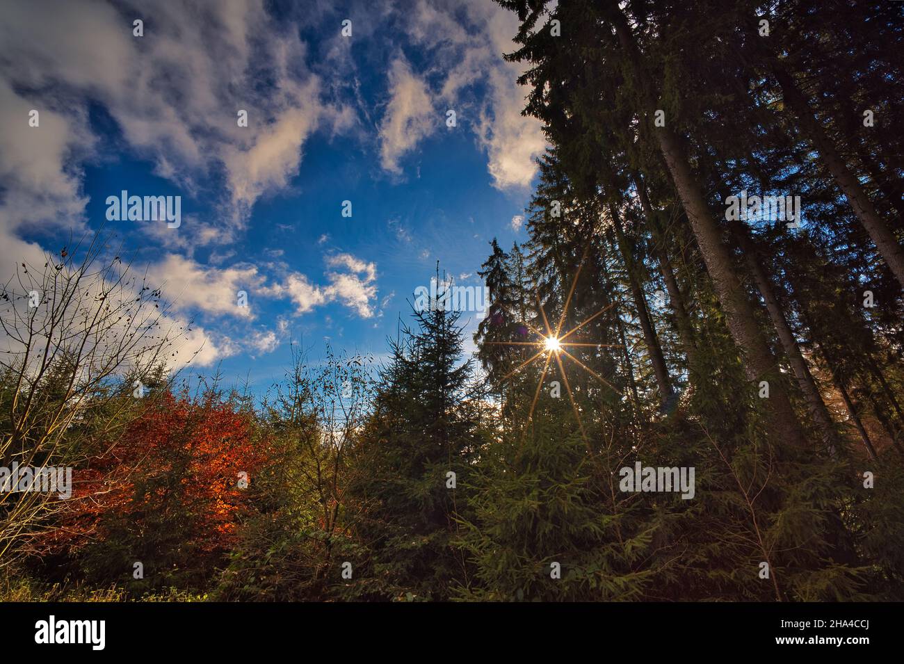 Grass field in forest sunny hi-res stock photography and images - Alamy