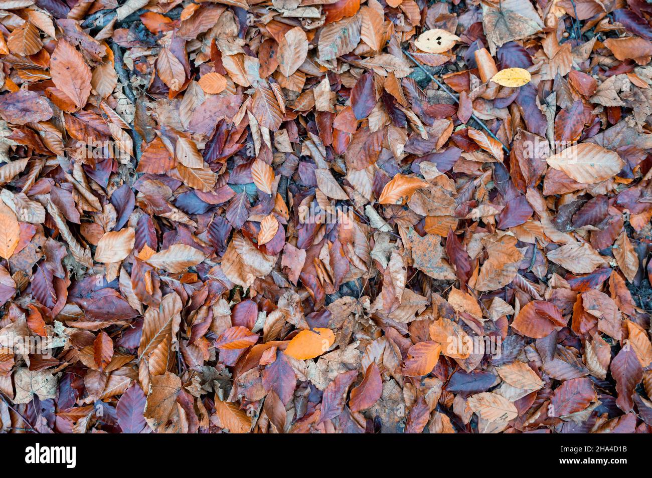 Background made of fallen yellow and red wet leaves Stock Photo - Alamy