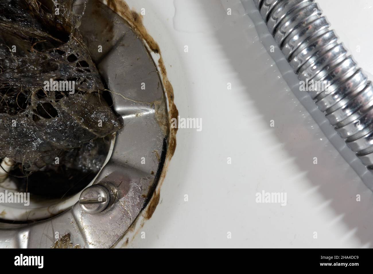 Hair in shower drain siphon. Many hairs have caused a pipe blockage and water damage. Closeup Stock Photo